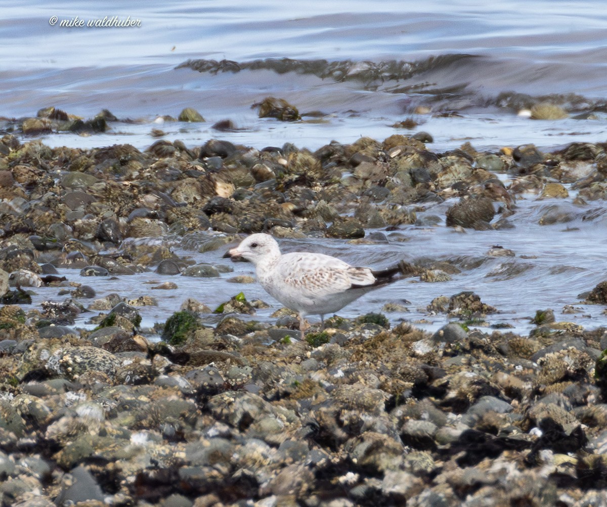 Ring-billed Gull - ML623504795