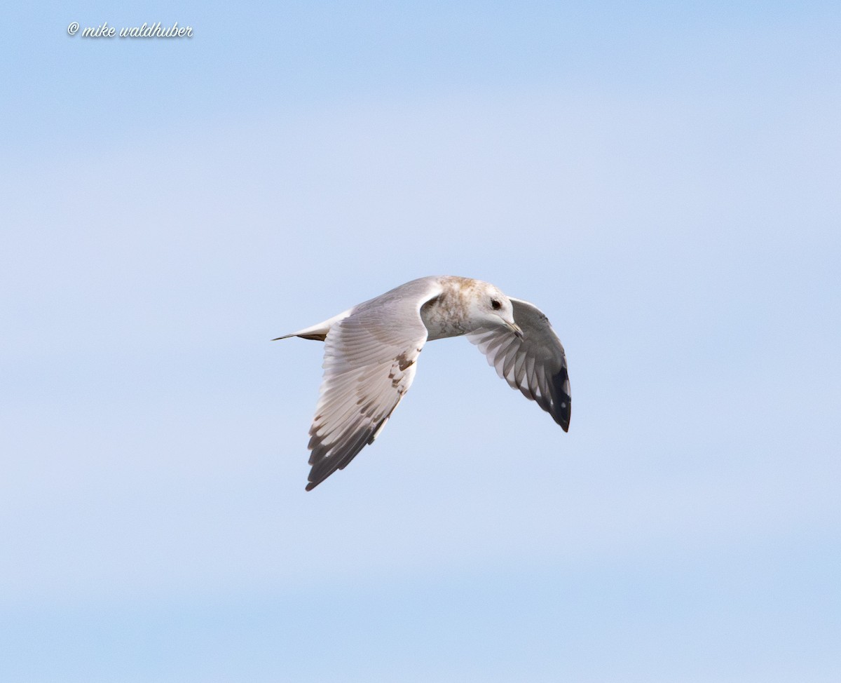 Short-billed Gull - ML623504805