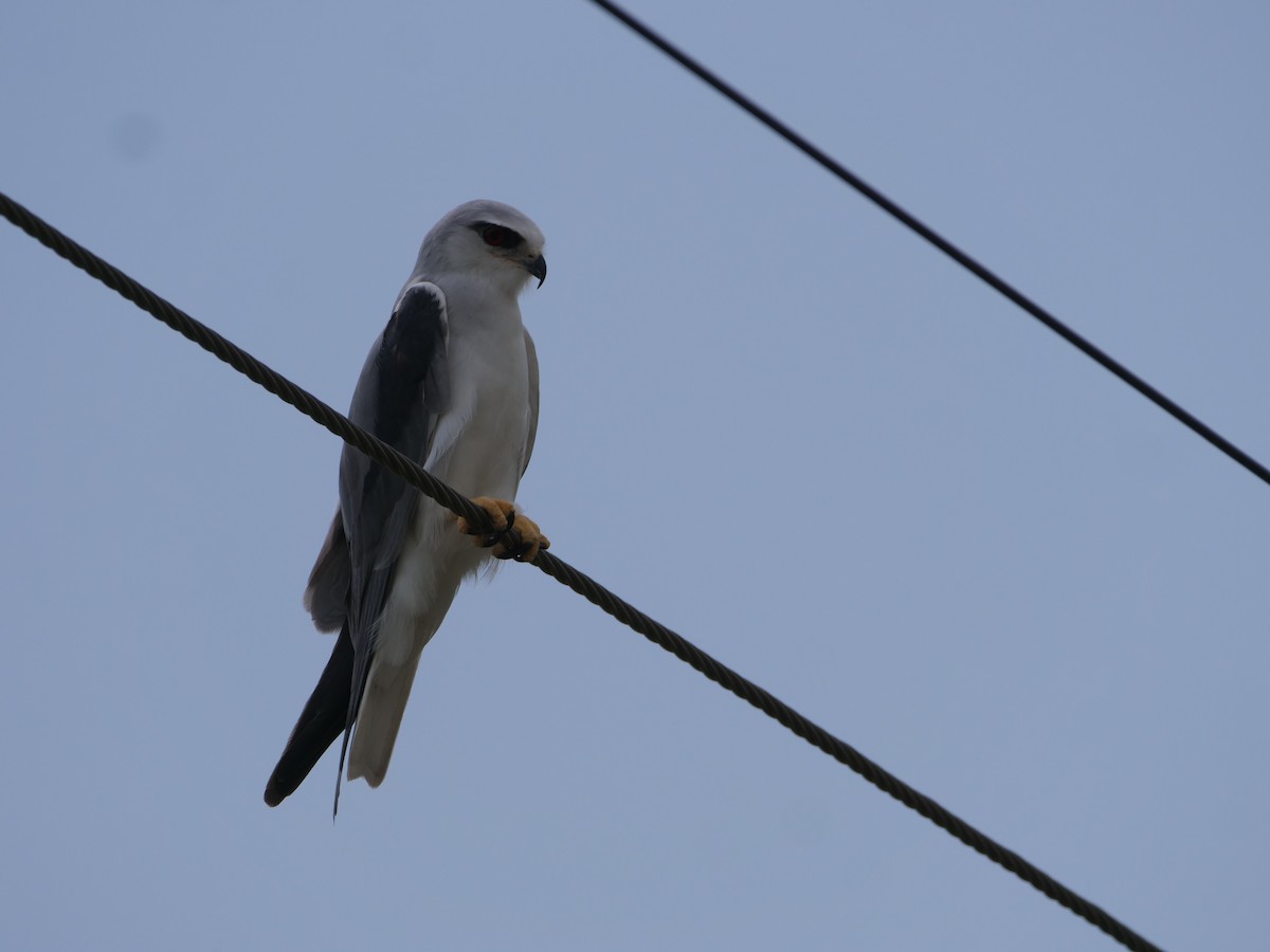 Black-winged Kite - ML623504810