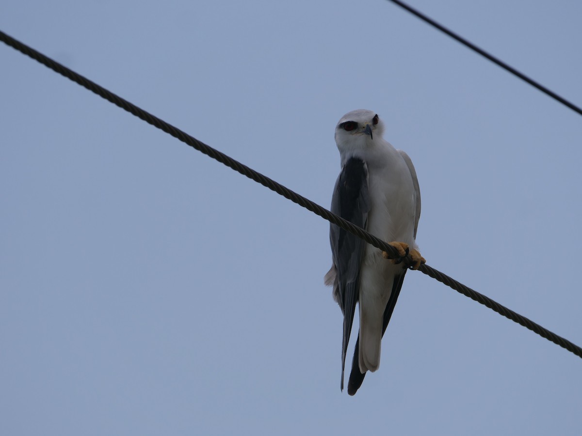 Black-winged Kite - ML623504811