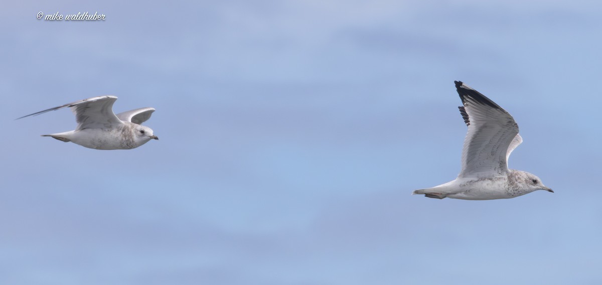 Short-billed Gull - ML623504829