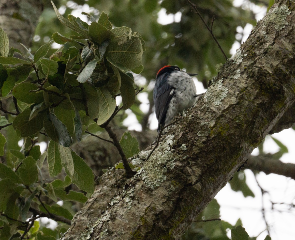 Acorn Woodpecker - ML623504846