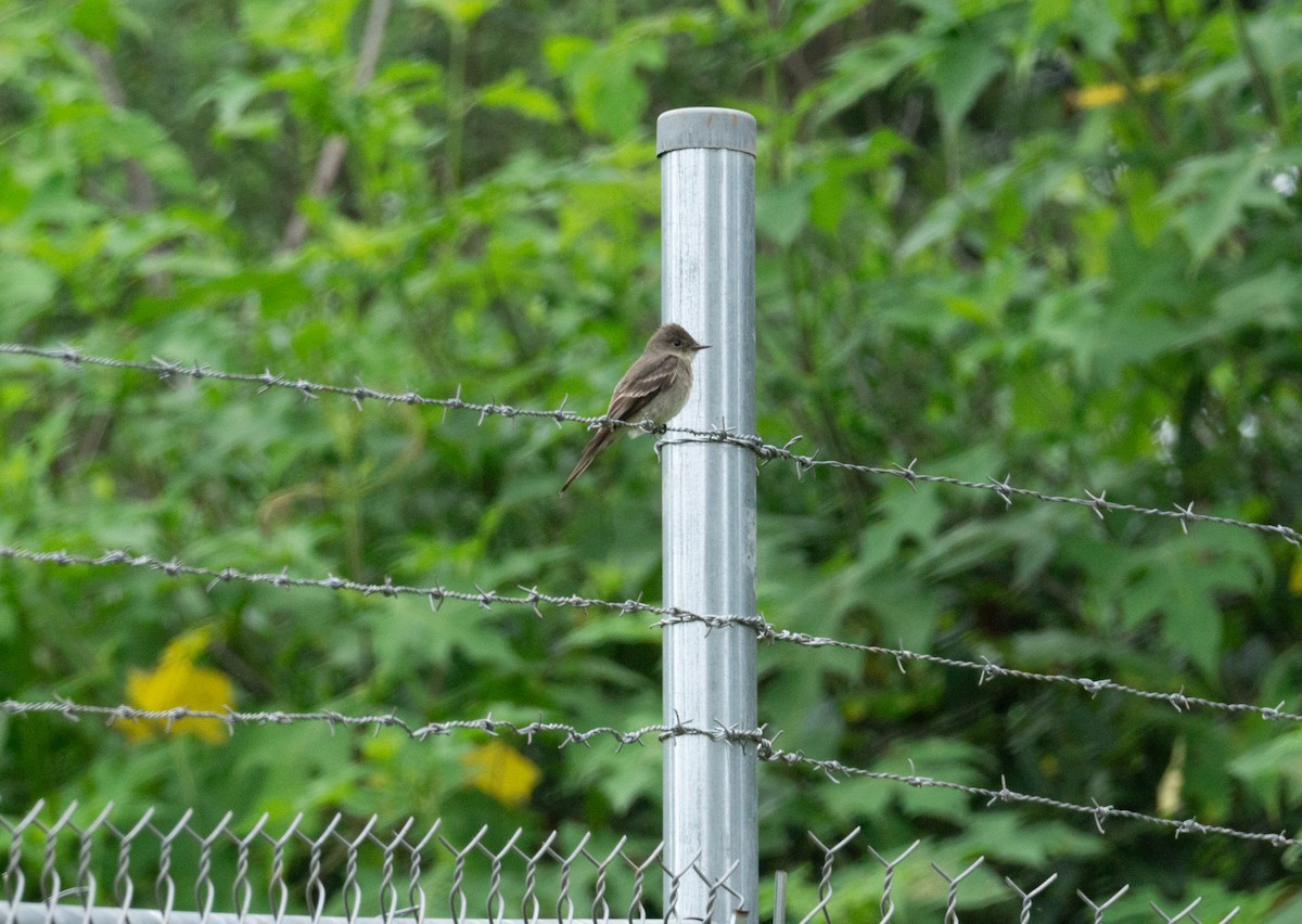 pewee sp. (Contopus sp.) - ML623504873