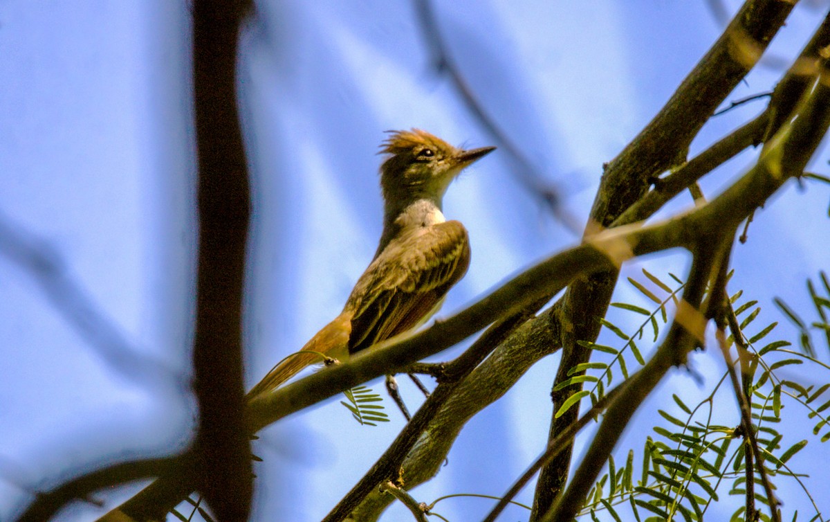 Ash-throated Flycatcher - Don Carney