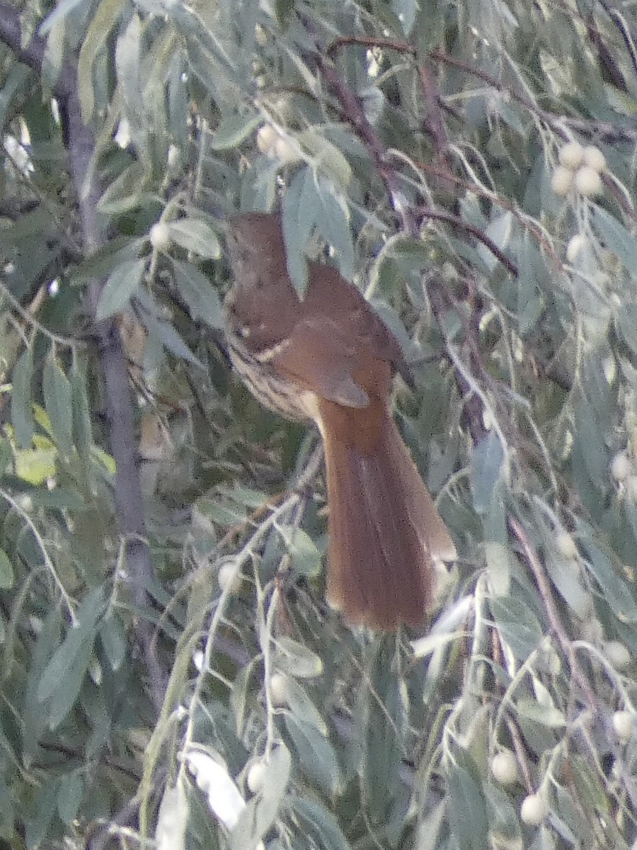 Brown Thrasher - ML623504937