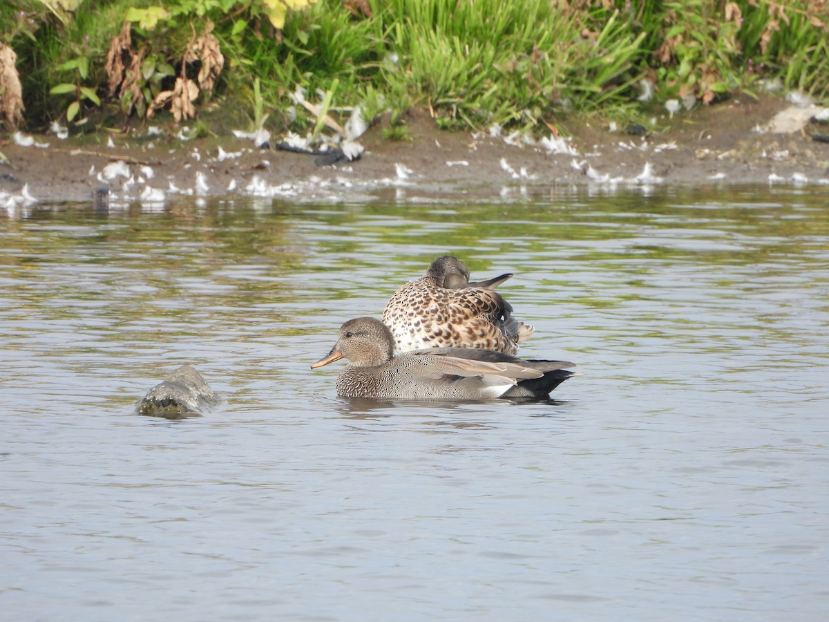 Gadwall - ML623504973