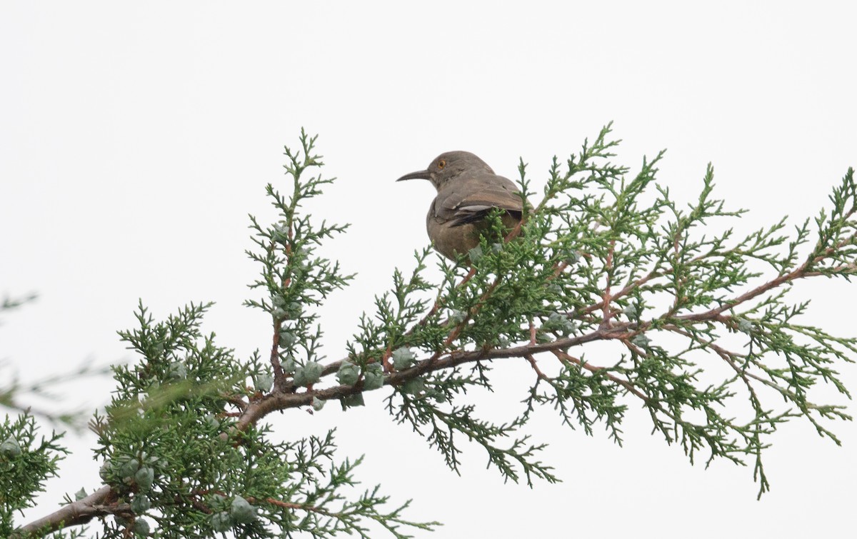 Curve-billed Thrasher - ML623505005