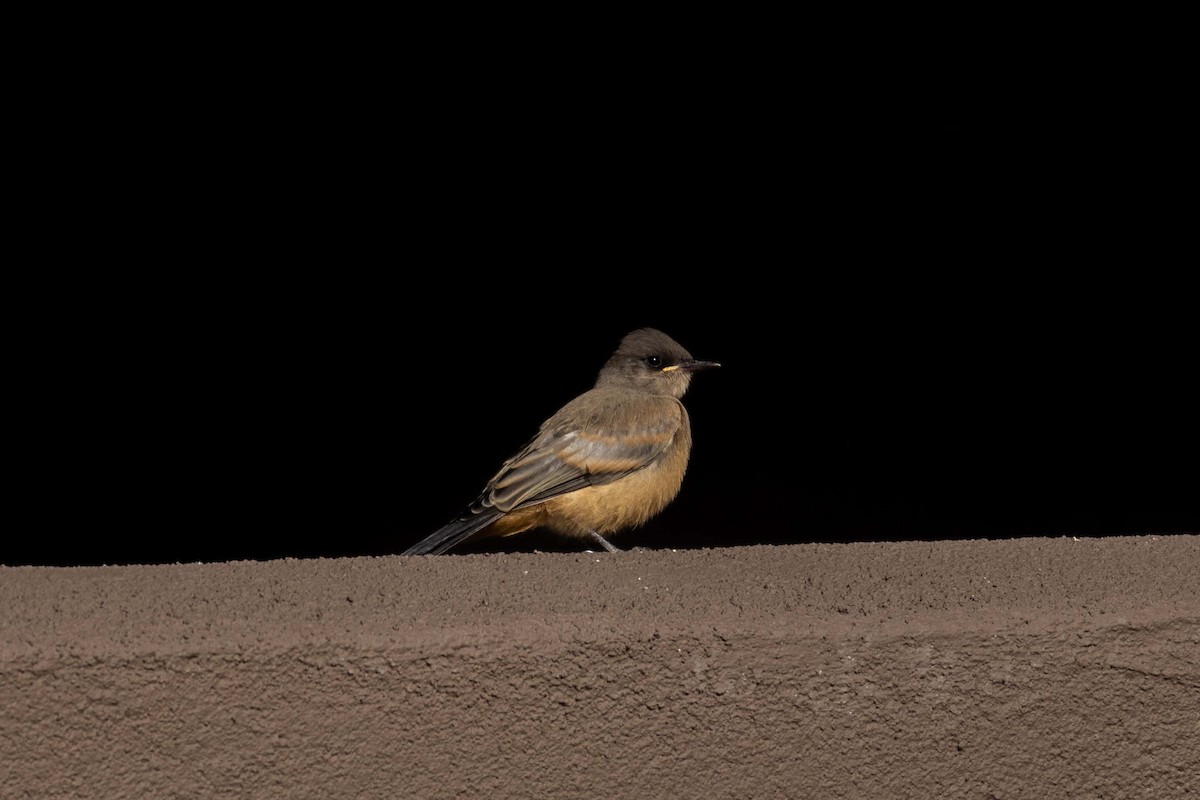 Say's Phoebe - ML623505023