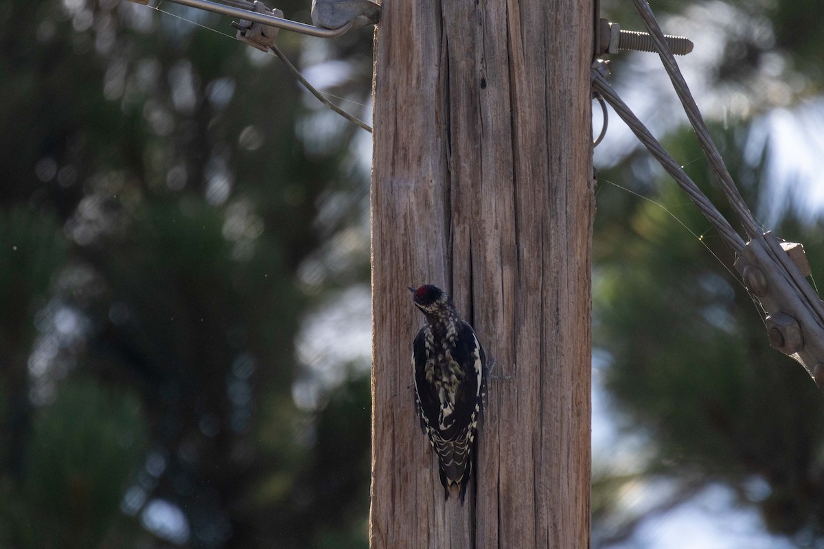 Red-naped Sapsucker - ML623505024