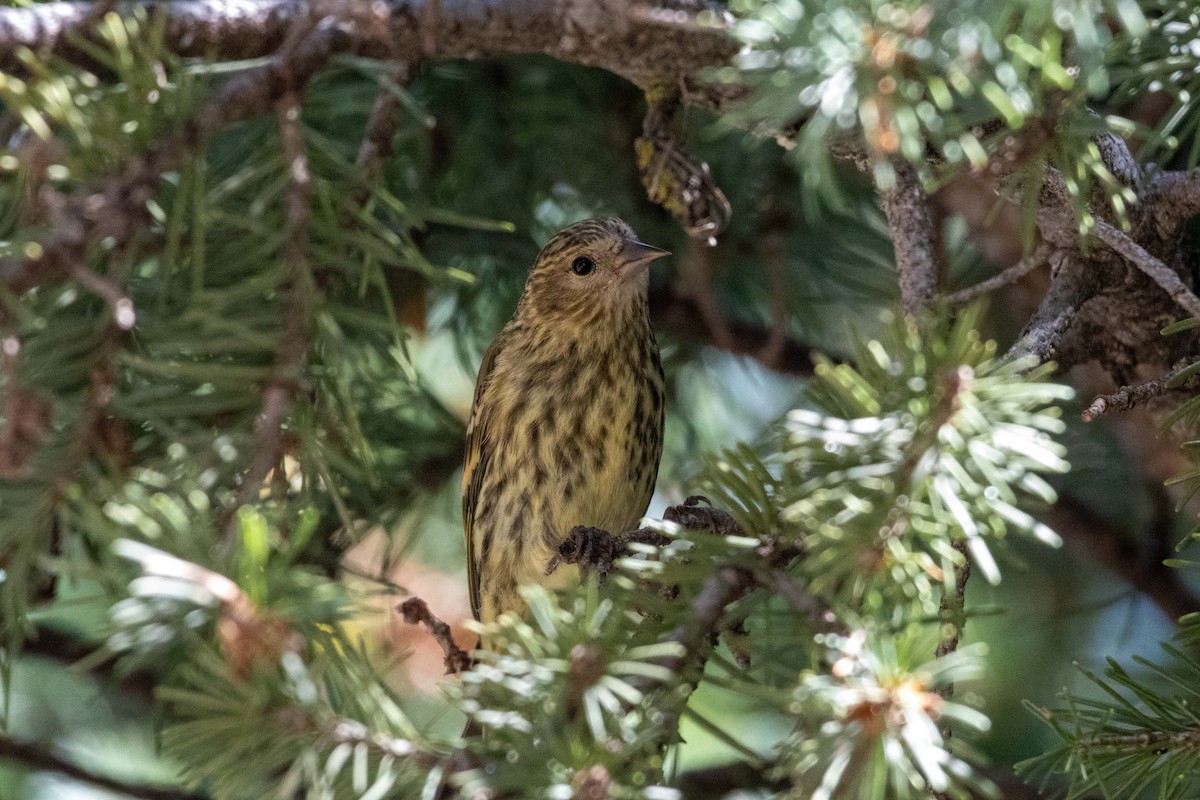 Pine Siskin - Lucas Pittman