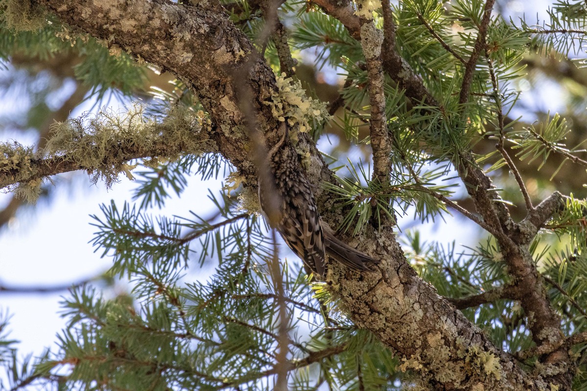 Brown Creeper - ML623505069