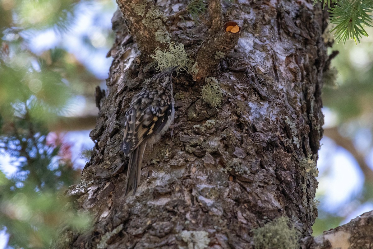 Brown Creeper - ML623505070