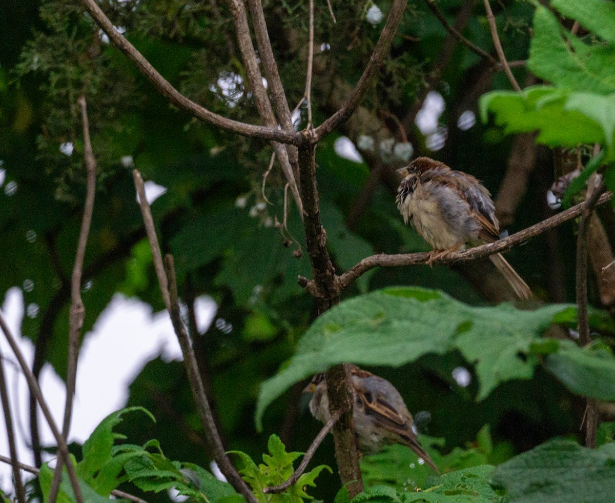 House Sparrow - ML623505072