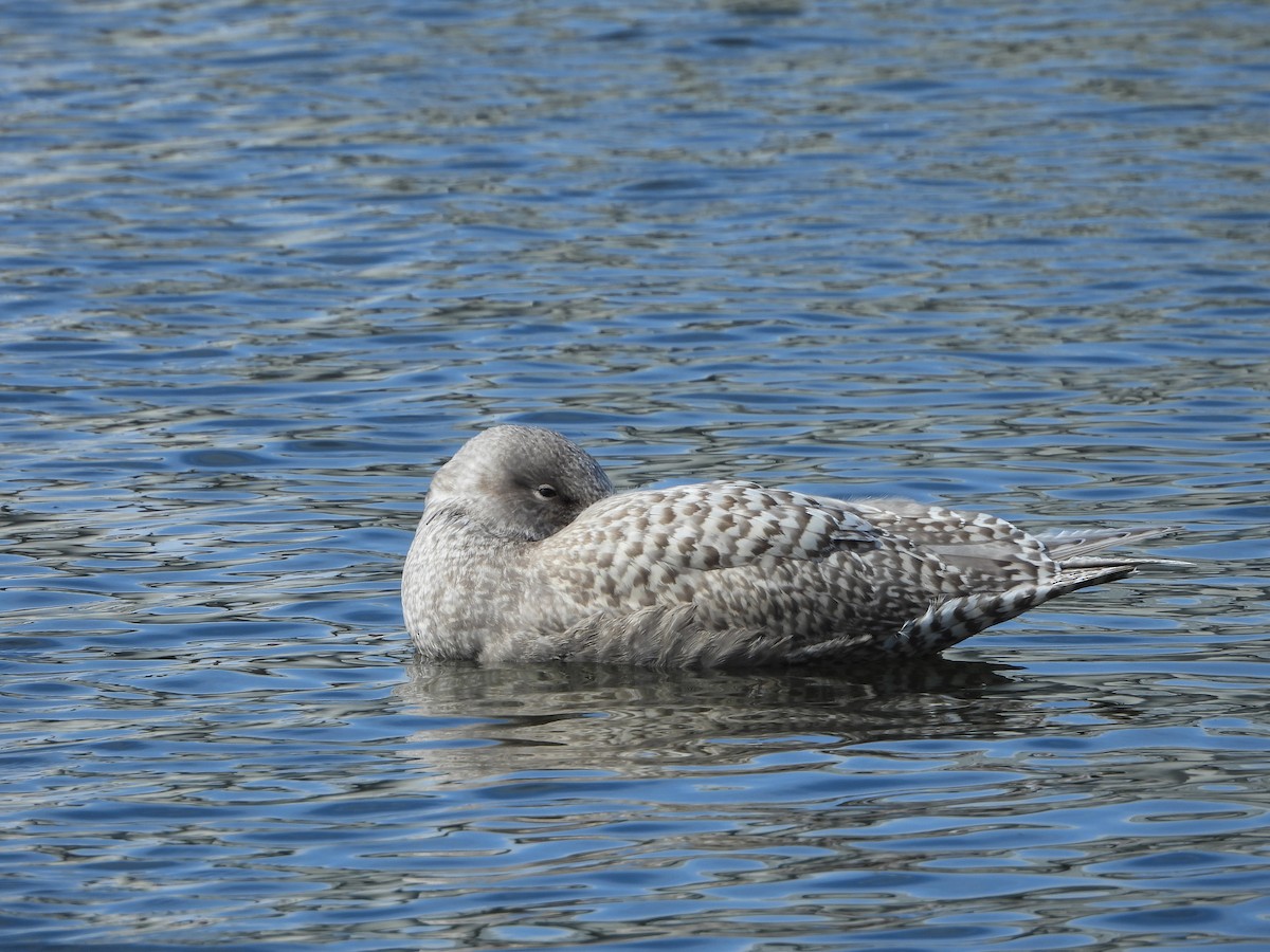 European Herring x Glaucous Gull (hybrid) - Dan Meyer