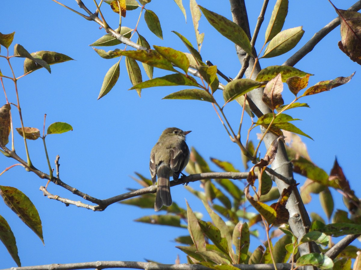 White-crested Elaenia - Gino Guachamín