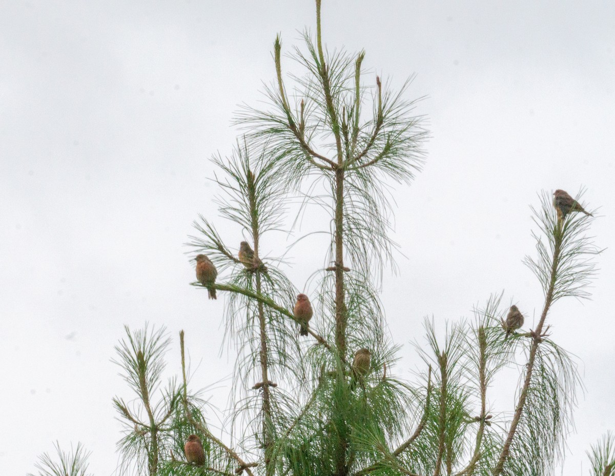 House Finch - ML623505113