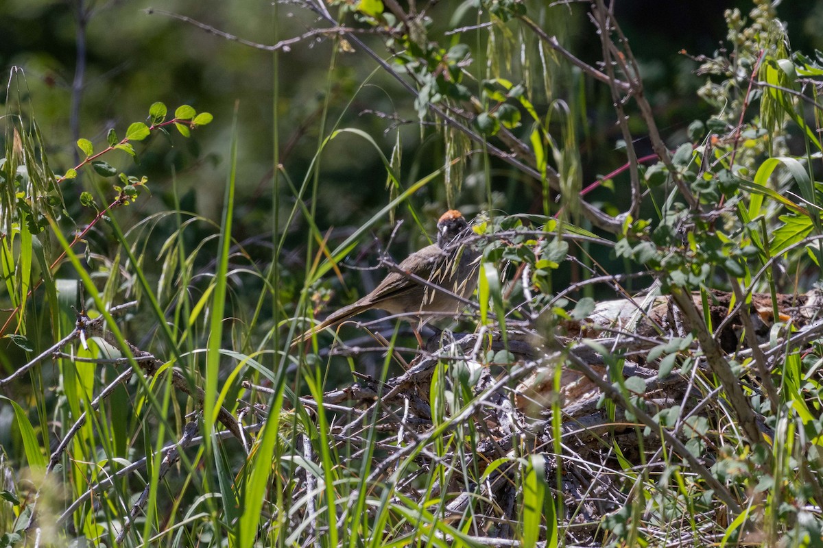 Green-tailed Towhee - ML623505147