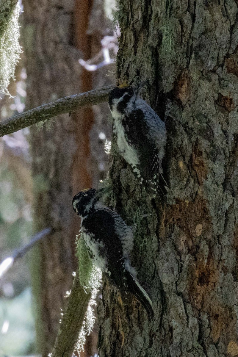 American Three-toed Woodpecker (Rocky Mts.) - ML623505154