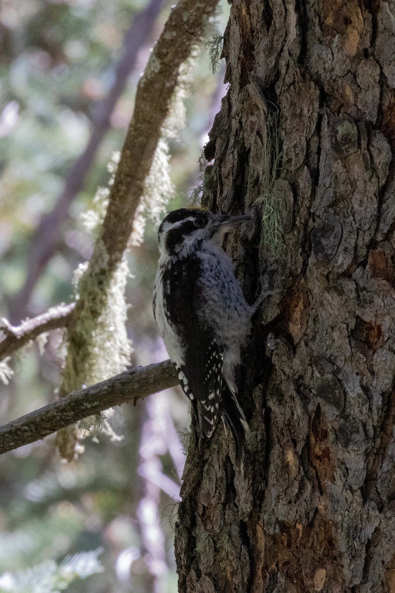 American Three-toed Woodpecker (Rocky Mts.) - ML623505155