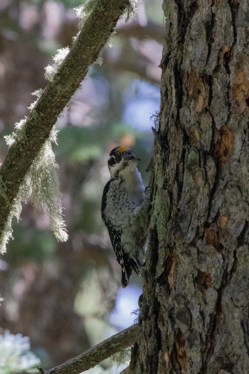 American Three-toed Woodpecker (Rocky Mts.) - ML623505156