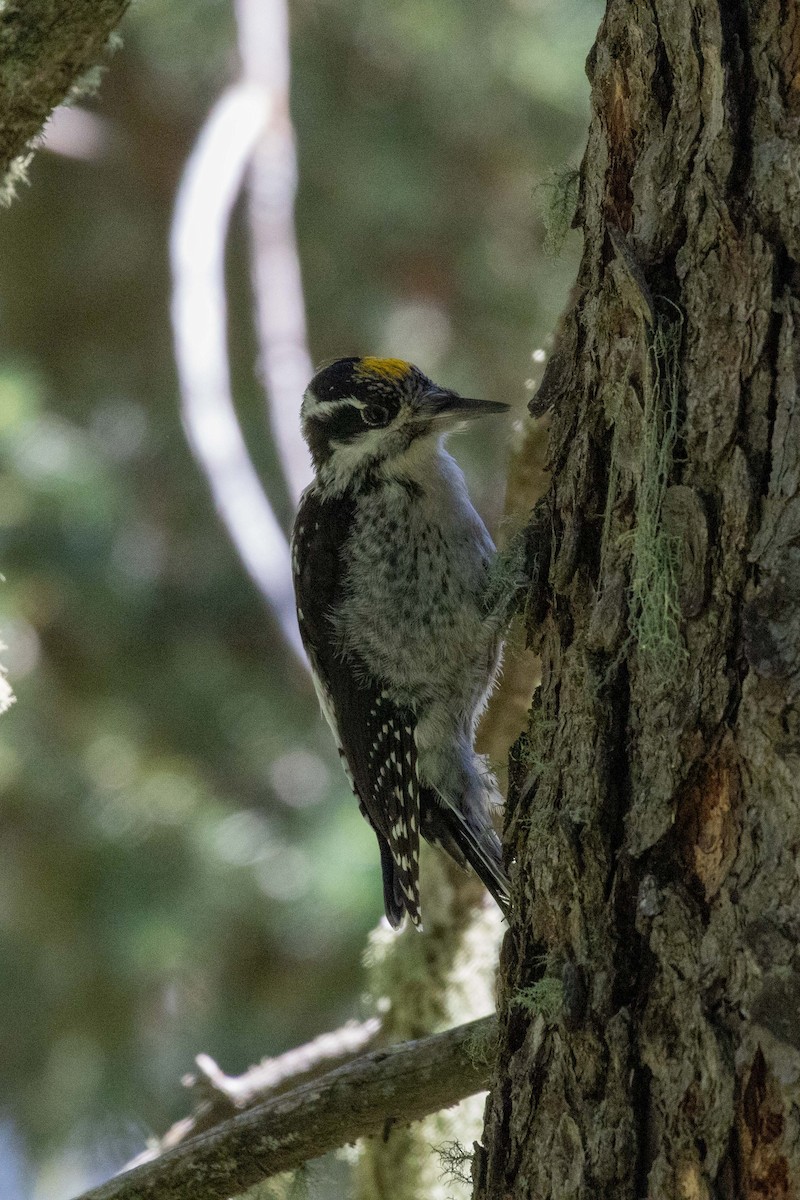 American Three-toed Woodpecker (Rocky Mts.) - ML623505157