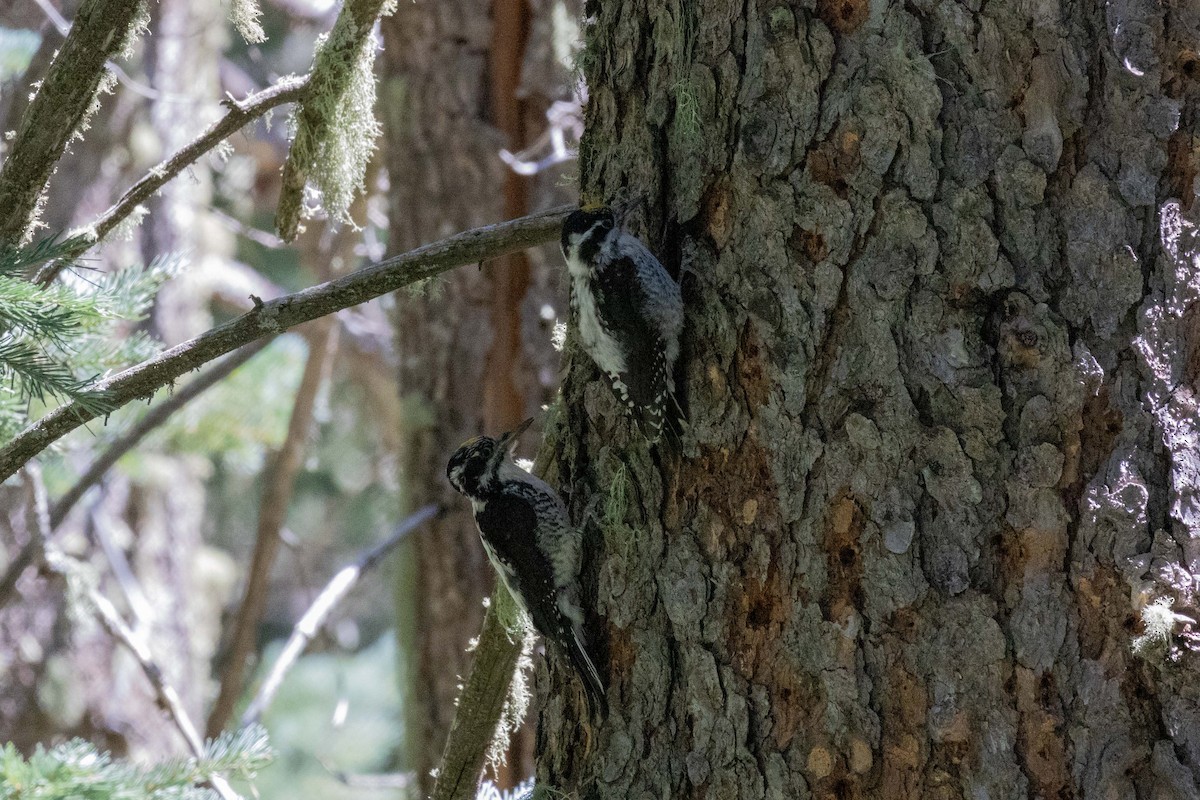 American Three-toed Woodpecker (Rocky Mts.) - ML623505158