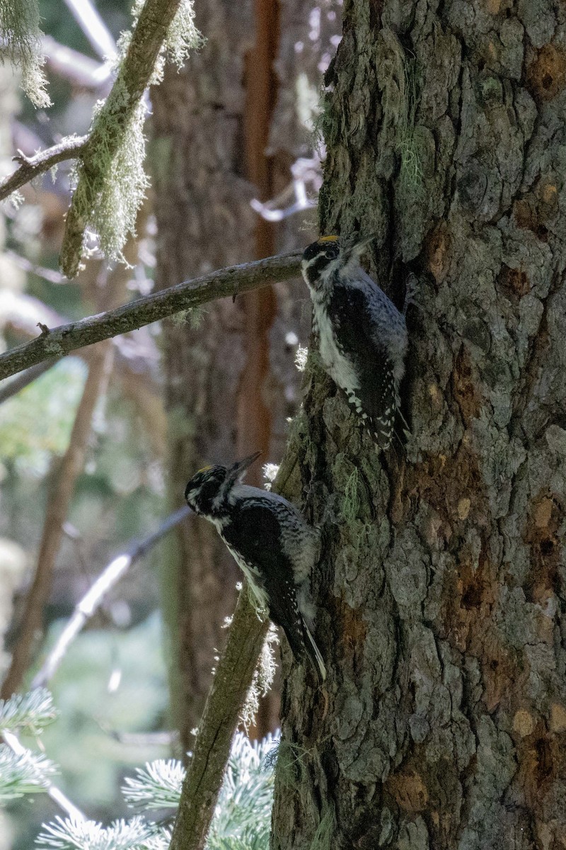 American Three-toed Woodpecker (Rocky Mts.) - ML623505159