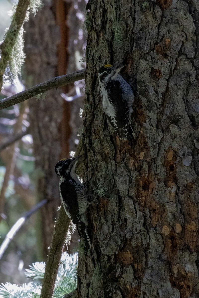 American Three-toed Woodpecker (Rocky Mts.) - ML623505160