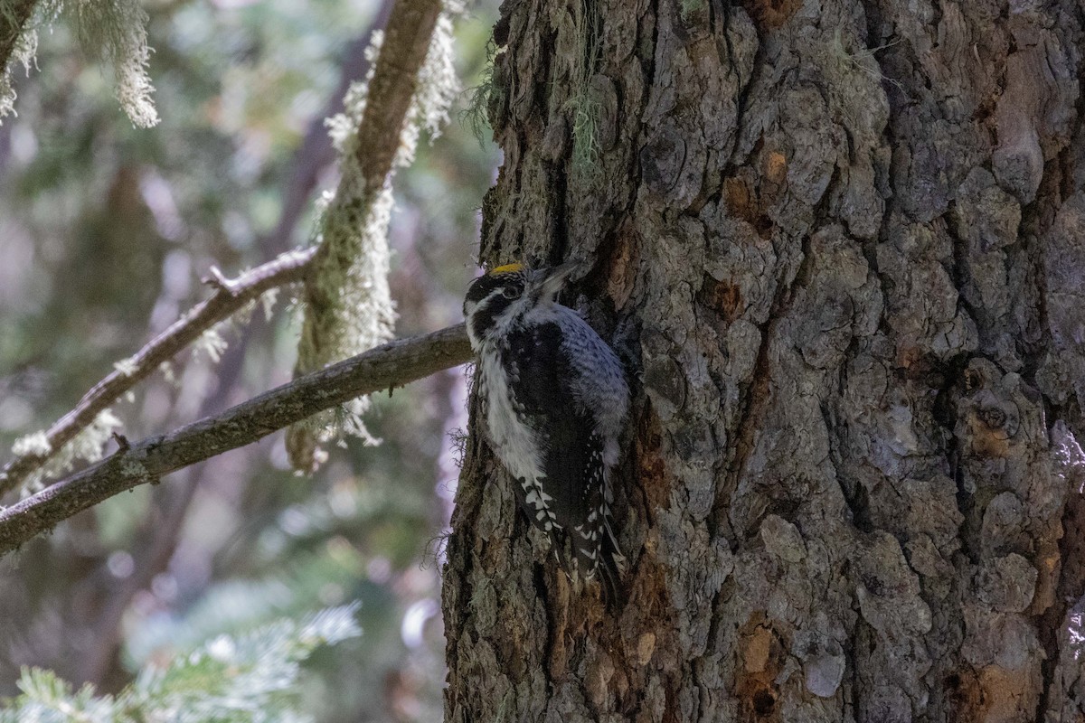 American Three-toed Woodpecker (Rocky Mts.) - ML623505161