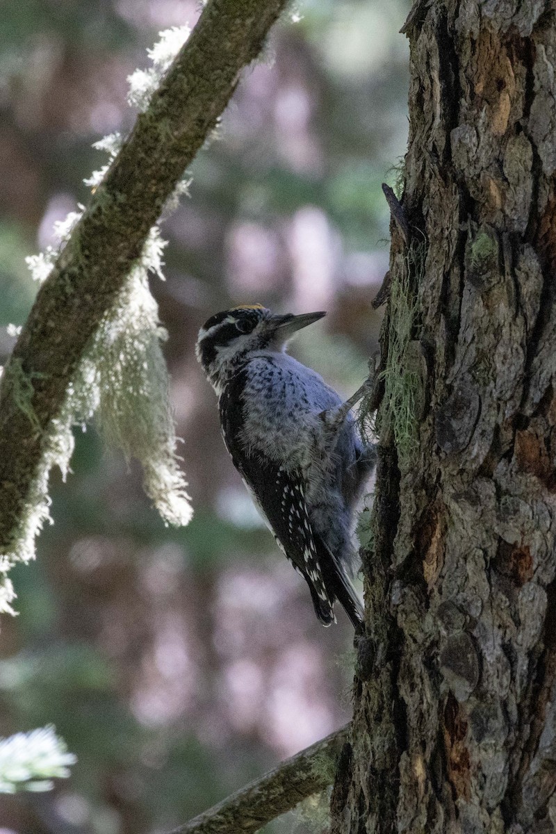 American Three-toed Woodpecker (Rocky Mts.) - ML623505163