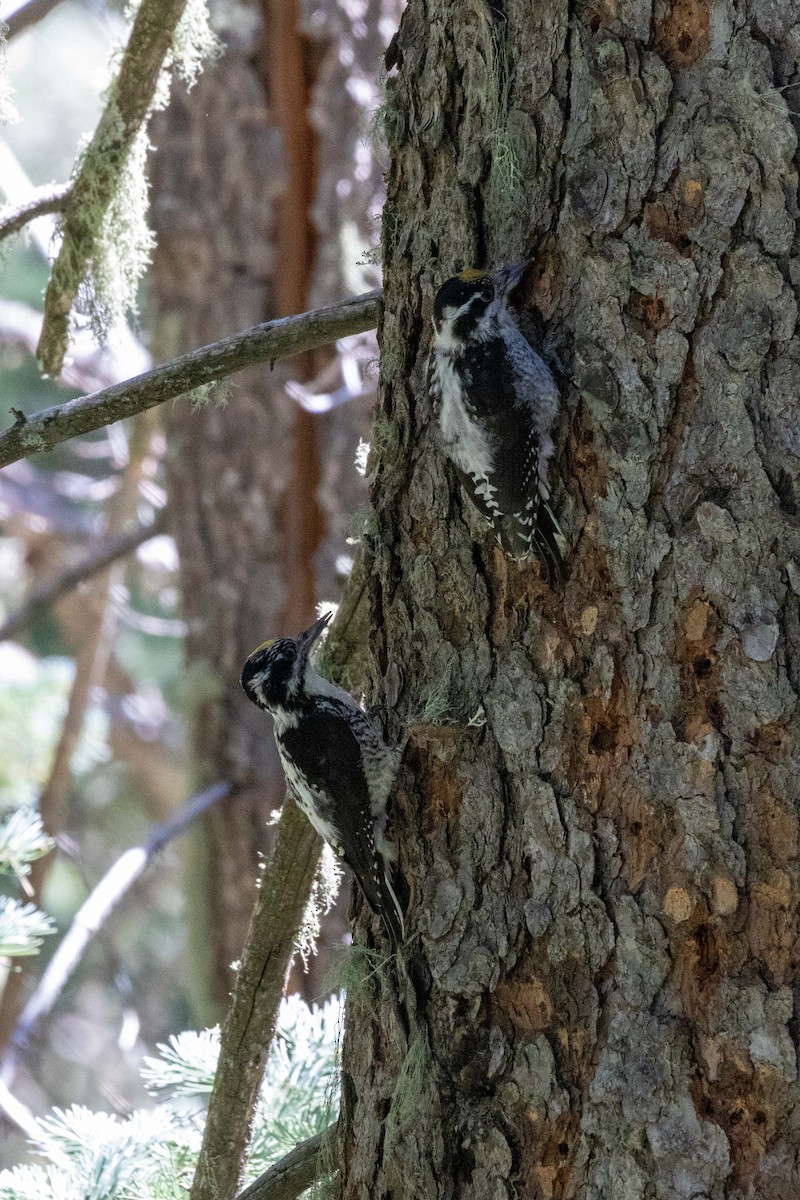 American Three-toed Woodpecker (Rocky Mts.) - ML623505164