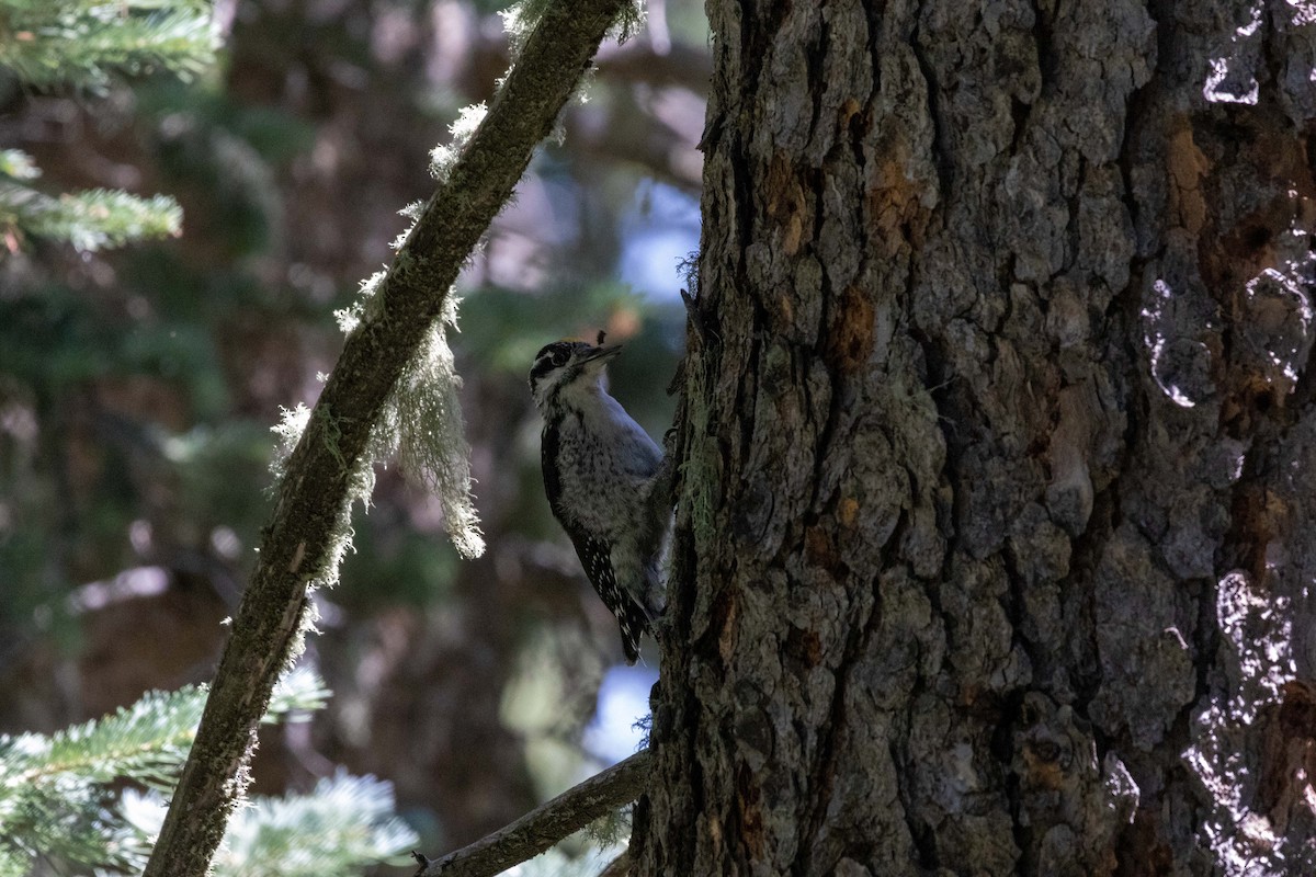 American Three-toed Woodpecker (Rocky Mts.) - ML623505165