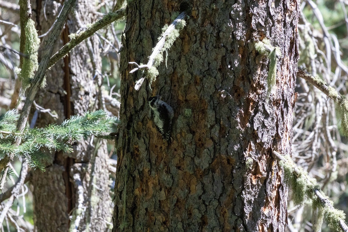 American Three-toed Woodpecker (Rocky Mts.) - ML623505166