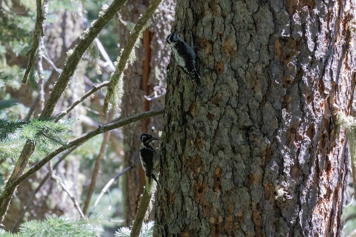 American Three-toed Woodpecker (Rocky Mts.) - ML623505167