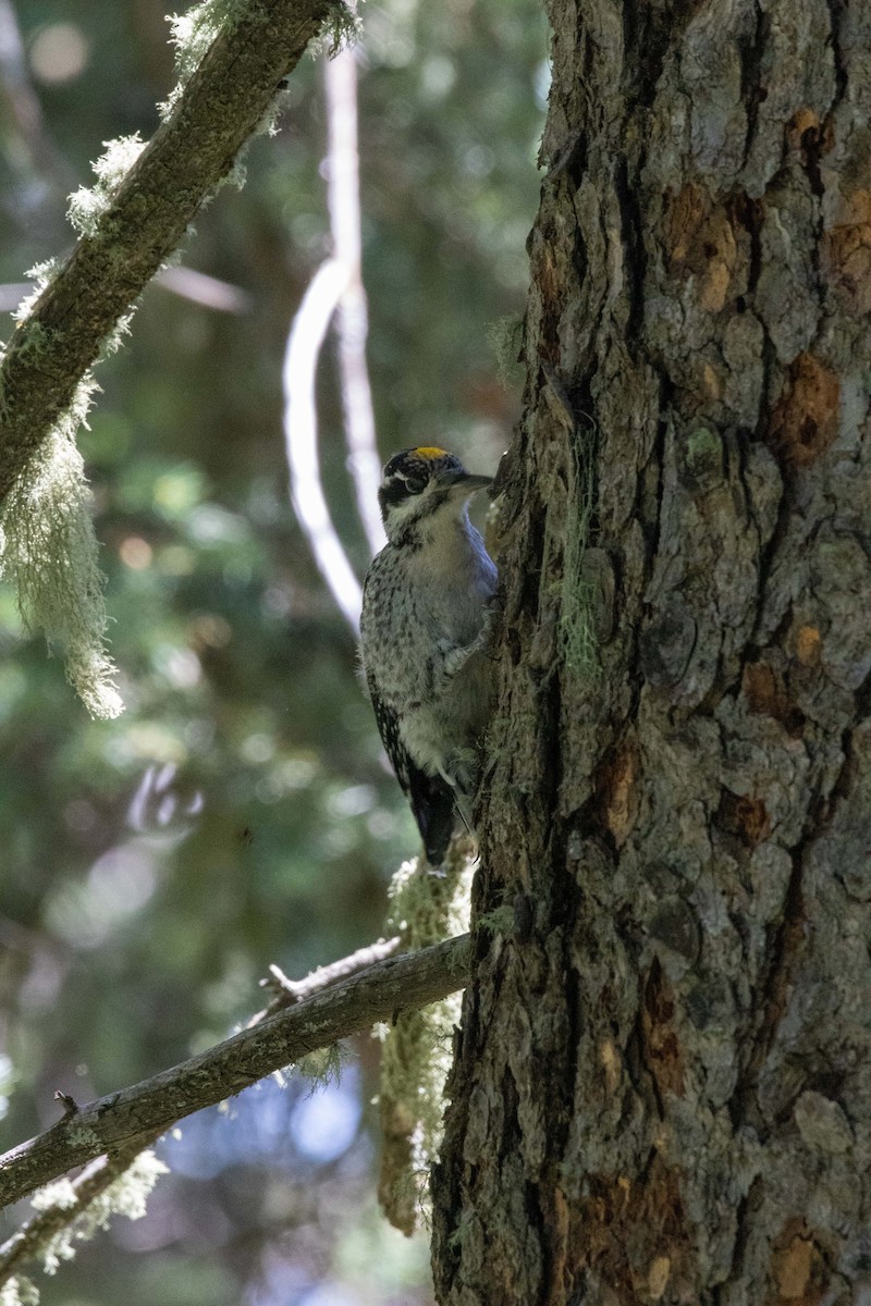 American Three-toed Woodpecker (Rocky Mts.) - ML623505168