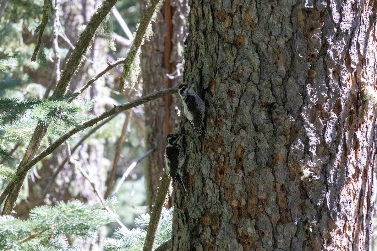 American Three-toed Woodpecker (Rocky Mts.) - ML623505169