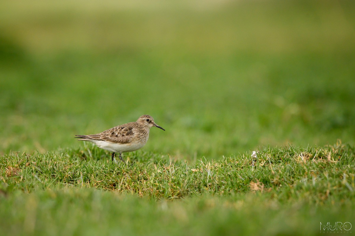Байрдийн элсэг - ML623505202
