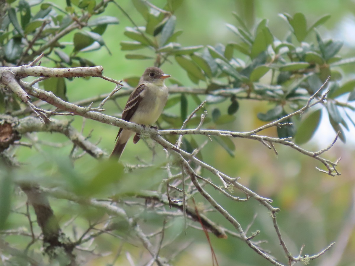 Eastern Wood-Pewee - ML623505246