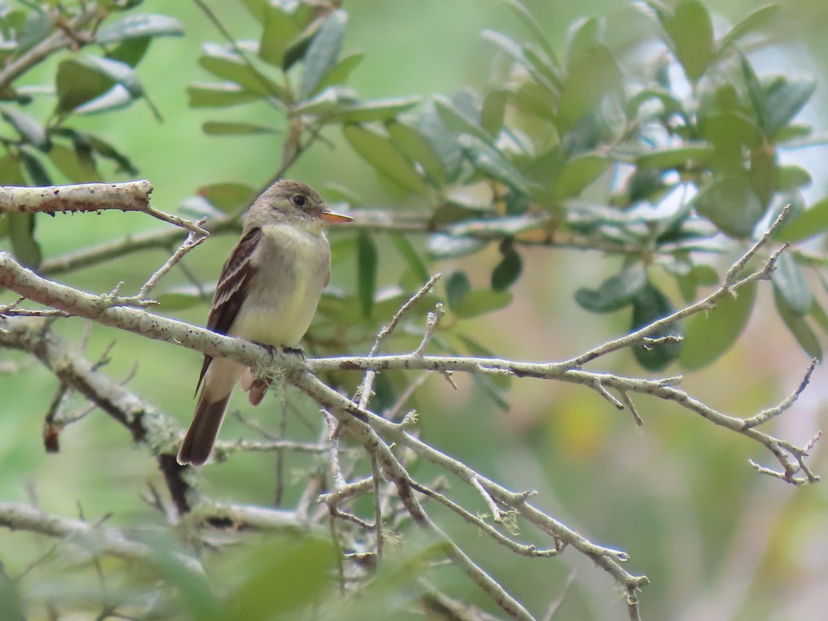 Eastern Wood-Pewee - ML623505247