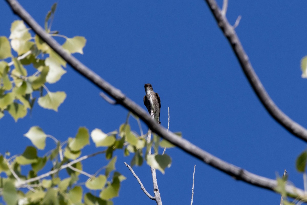 Olive-sided Flycatcher - Lucas Pittman