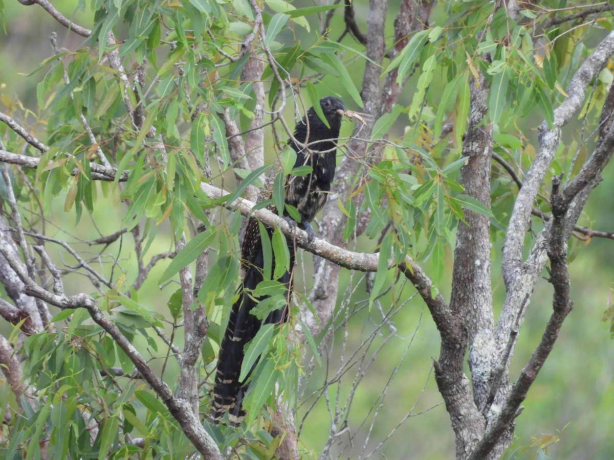 Pheasant Coucal - ML623505260