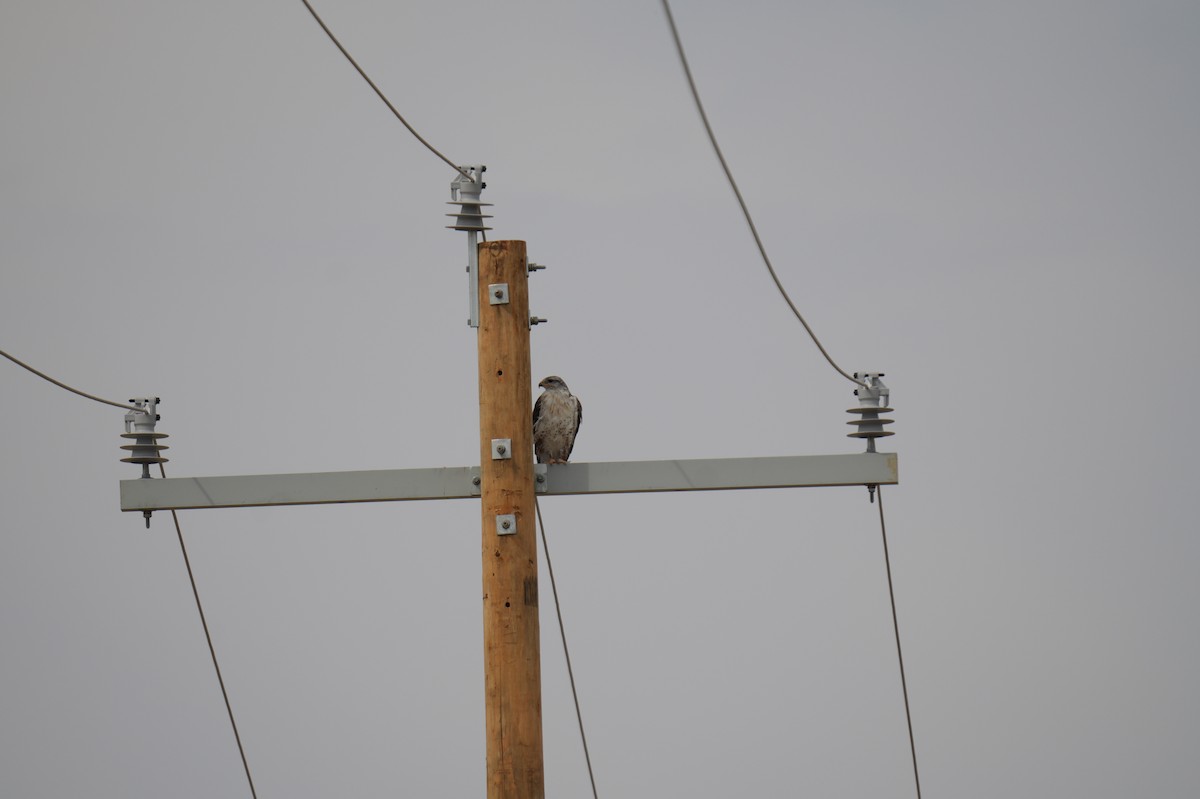 Ferruginous Hawk - ML623505293