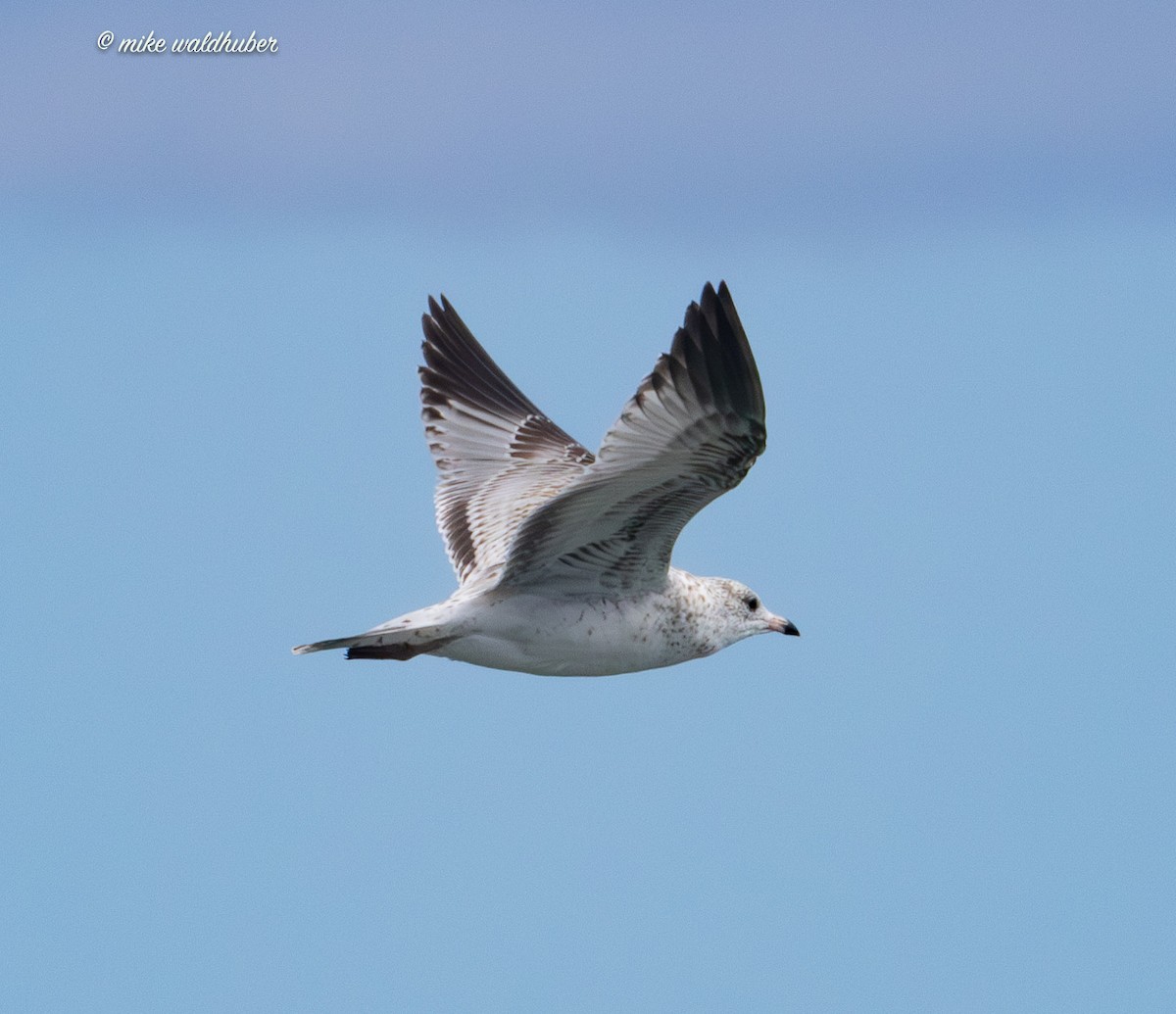 Ring-billed Gull - ML623505311