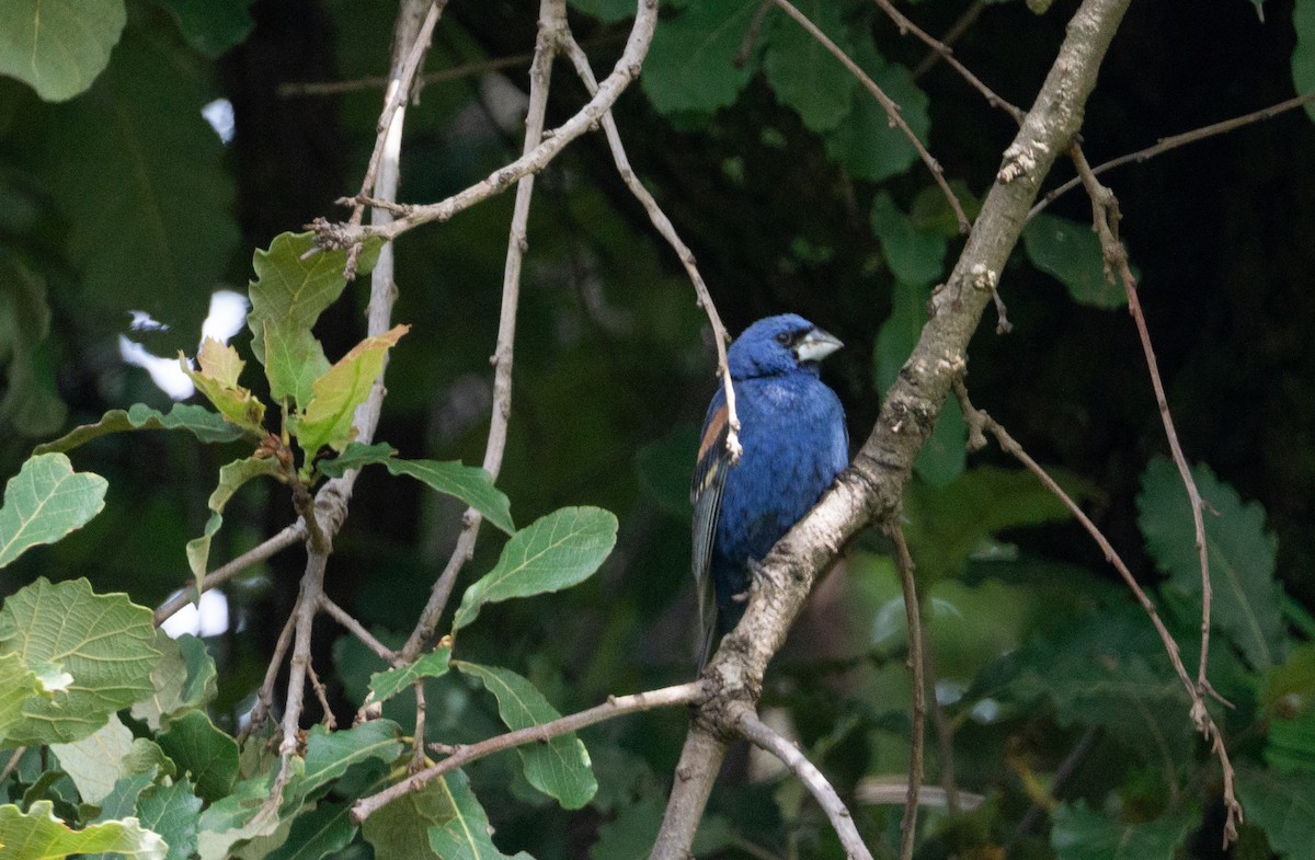 Blue Grosbeak - ML623505314