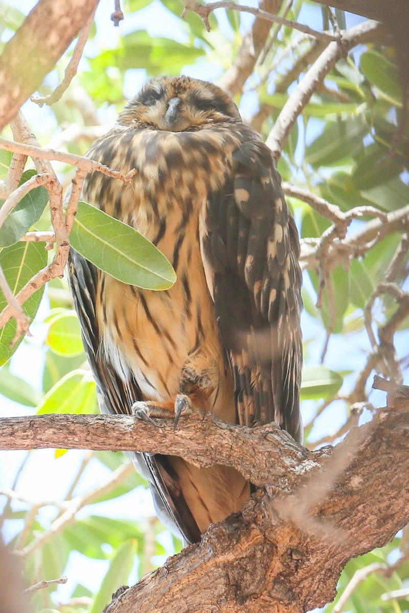 Short-eared Owl (Hawaiian) - ML623505326