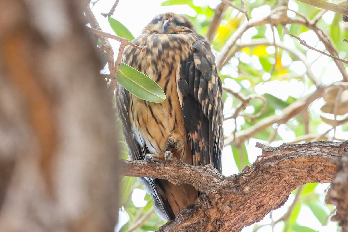 Hibou des marais (sandwichensis) - ML623505327