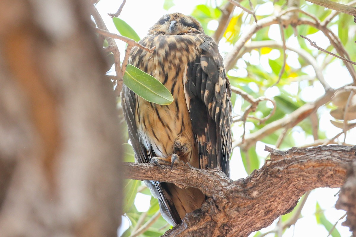 Short-eared Owl (Hawaiian) - ML623505328