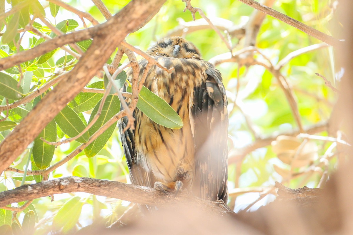 Short-eared Owl (Hawaiian) - ML623505330