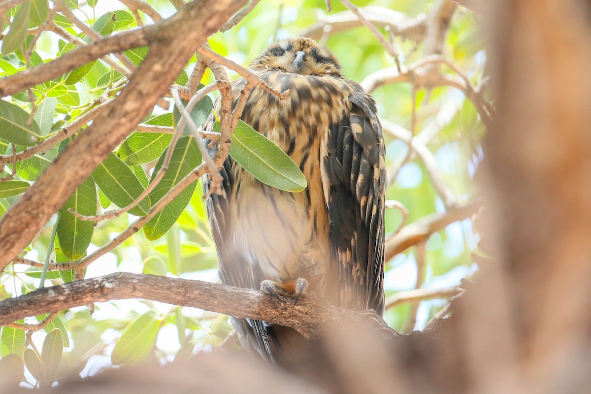 Short-eared Owl (Hawaiian) - ML623505331