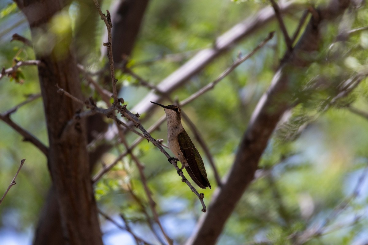 Black-chinned Hummingbird - ML623505339